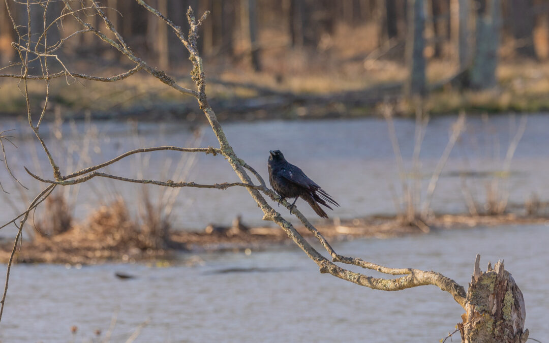 crow perching on a tree branch