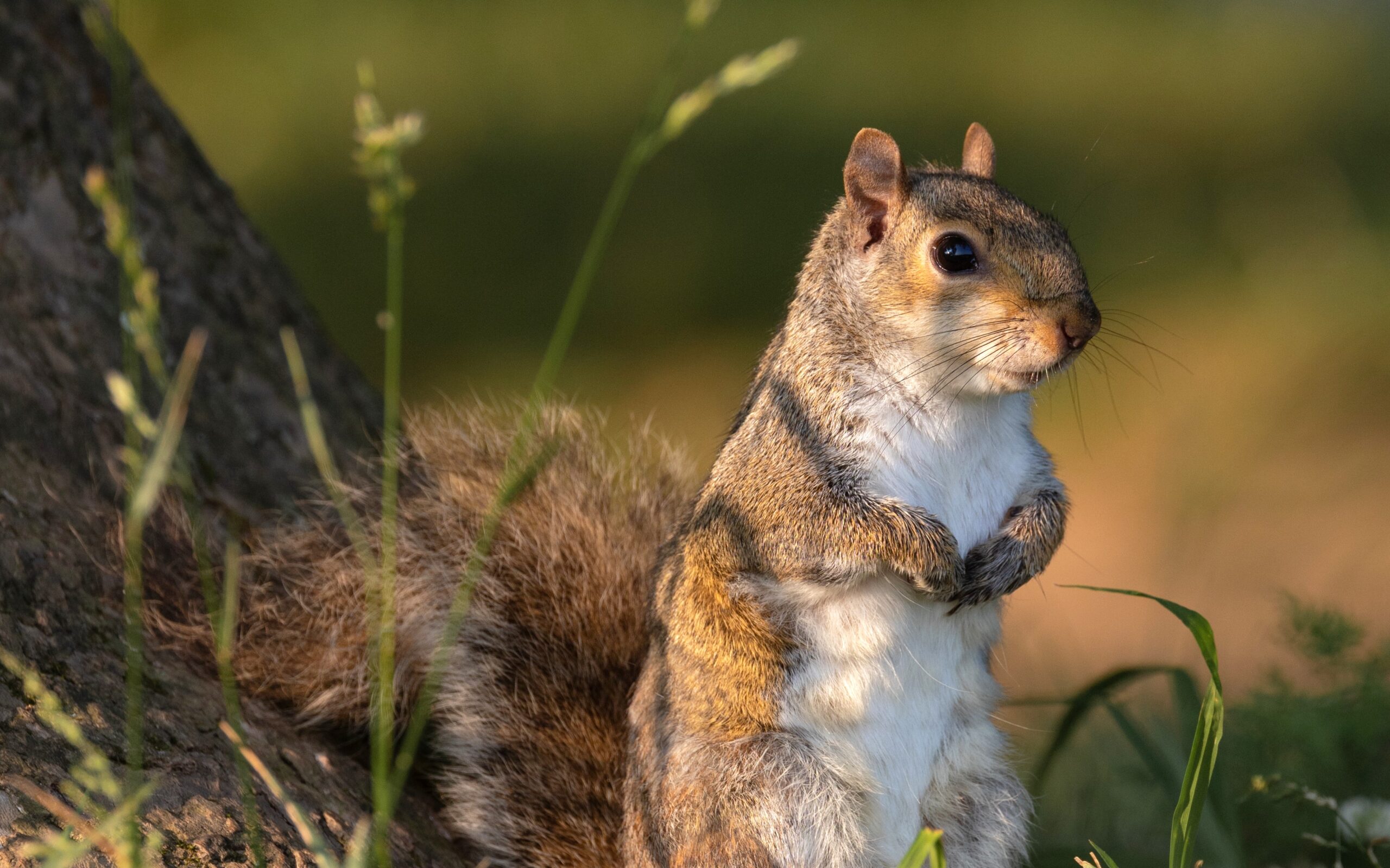 A Squirrel